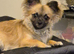 Long haired chihuahua age 13months stud