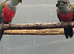 Crimson Bellied Conures