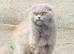 British longhair cats