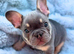 7 pure-bred Lilac and Chocolate Puppies