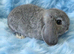 Last little boy mini lop carriers plush
