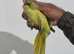 Beautiful male ringneck talking parrot