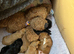 Beautiful Cockapoo puppies