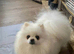 READY NOW Stunning KC teddy bear Pomeranian Puppies