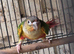 Pineapple Conures