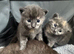 Gorgeous Grey kittens
