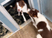 Red Piebold Border Collie