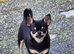 Beautiful Black/Tan Smooth Female Chihuahua