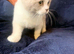 Top pedigree British shorthair kittens ready now