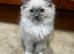 Beautiful Ragdoll Kittens - Ready for Their New Homes