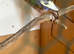 Female budgie in breeding condition
