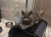 British shorthair 1 boy 2 girls
