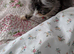 Persian kitten