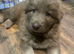 rare Isabella German shepherd pups