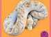 2024 Male Pastel Mojave GHI Clown