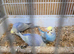 Gorgeous Baby Budgies
