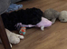 Lovely Cockapoo Puppy