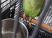 Beautiful ringneck talking parrot