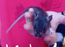 Dumbo/rex babies