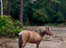 Beautiful Shetland dun mare