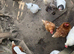 Pure bred laying chickens for sale