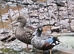 ***breeding pair new zealand shovelers***