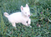 Siberian husky pups
