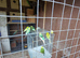 Budgies for sale
