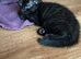 Kittens ready for forever home