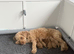 3 Toy Cockapoo Puppies Looking for Forever Homes!