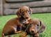 For sale mini dachshunds puppies