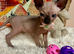 Sphynx kittens