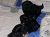 Shih tzu puppies. 8 weeks old
