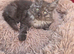 Maine Doll kittens Maine Coon x Ragdoll
