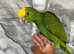 Hand-Rearing Baby Friendly Super Tame Cuddly Yellow Crown Amazon Parrot,8