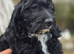 Beautiful F1 Cockapoo Puppies Ready to Go to Loving Homes Now Licenced Domestic Breeder