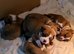 Old Tyme English bulldog cross boxer puppies