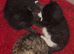 3 kittens