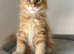 Maine Coon Kittens