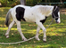 Cob gelding weanling