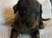 Daxipoo pups looking for there forever homes