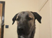 Turkish kangal x 10mth puppy