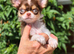 Amazing Longcoat Apple head Chihuahua puppies