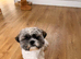 Shit Szu male 1 yr old neutered