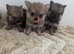 Stunning Pomchi Puppies