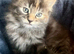 Beautifull kittens