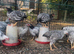 Silver laced bantam Wyandotte pullets for sale