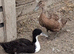Aylesbury/ kacky Campbell ducks