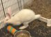 Rabbit for rehoming