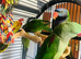 Baby Derbyan and Alexdrain Parrot
